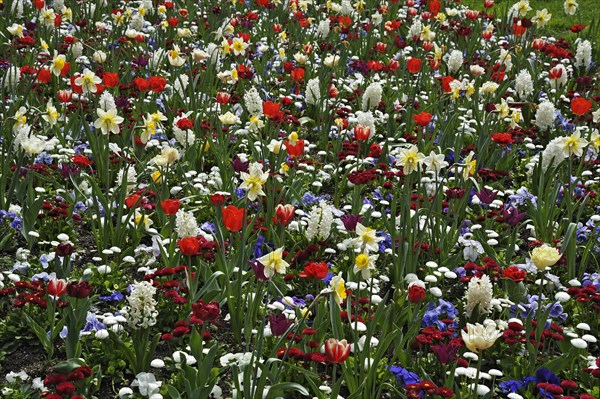 Meadow with spring flowers