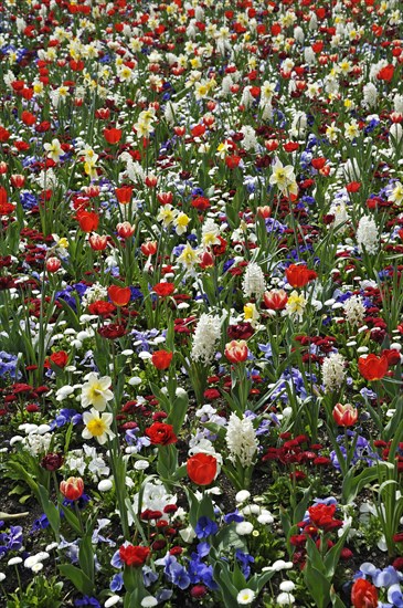 Meadow with spring flowers