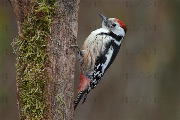 Middle Spotted Woodpecker (Dendrocopos medius)