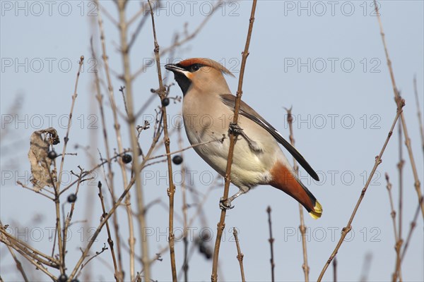 Bohemian Waxwing (Bombycilla garrulus) perched on a twig of a privet shrub