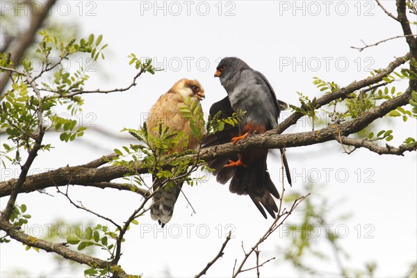 Red-footed Falcons (Falco vespertinus)