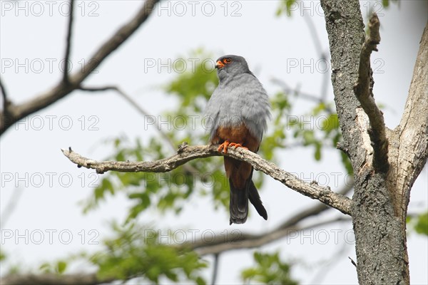 Red-footed Falcon (Falco vespertinus)