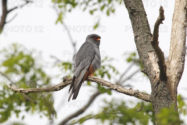 Red-footed Falcon (Falco vespertinus)