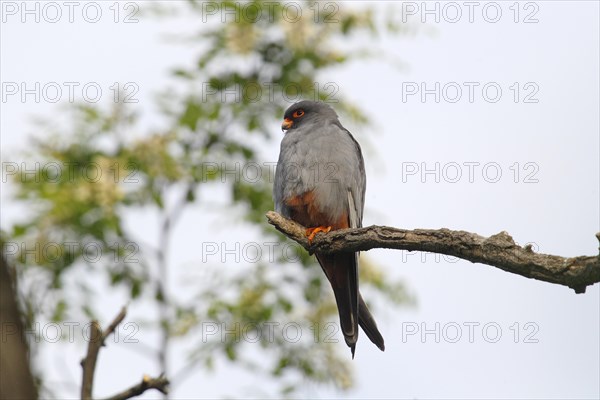 Red-footed Falcon (Falco vespertinus)