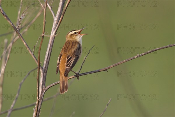 Sedge Warbler (Acrocephalus schoenobaenus)