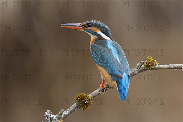 Kingfisher (Alcedo atthis)