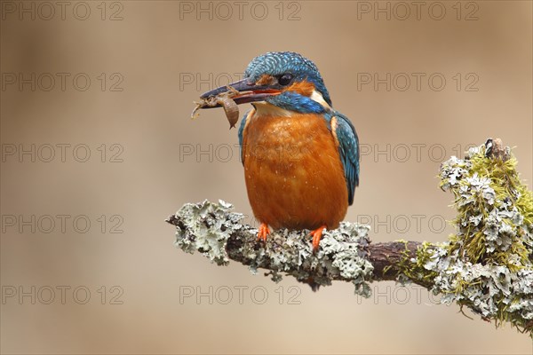 Kingfisher (Alcedo atthis)