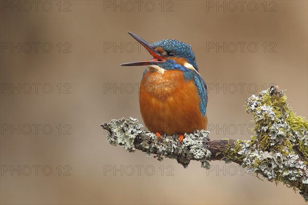 Kingfisher (Alcedo atthis)