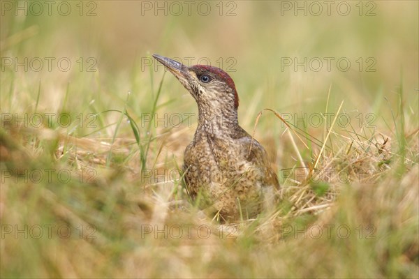 Green Woodpecker (Picus viridis)