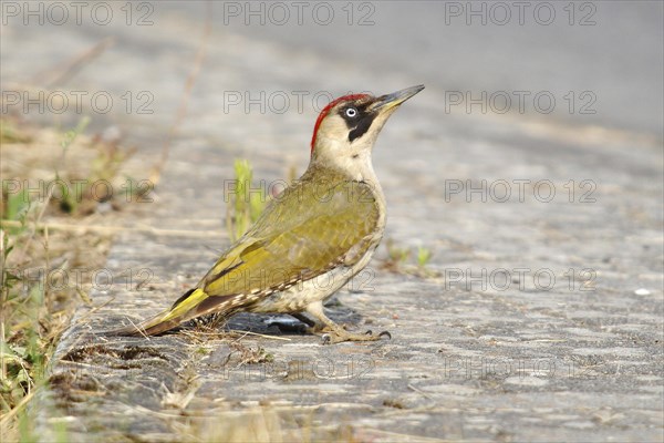 Green Woodpecker (Picus viridis)
