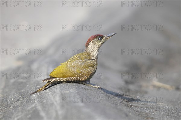 Green Woodpecker (Picus viridis)