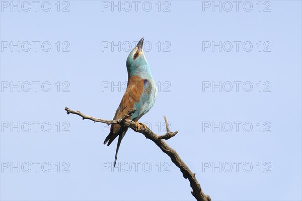 European Roller (Coracias garrulus)