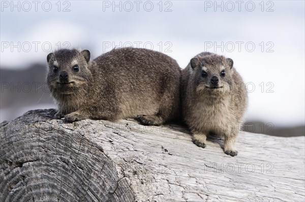 Rock Hyraxes or Cape Hyraxes (Procavia capensis)