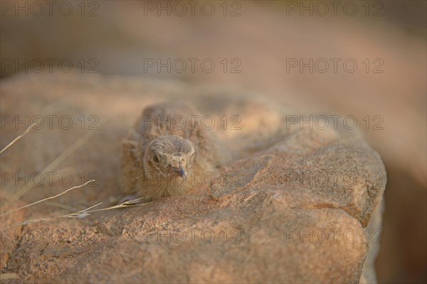 Painted Sandgrouse (Pterocles indicus) chick on a rock