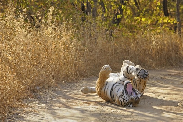 Tiger (Panthera tigris) rolling on his back on a forest track