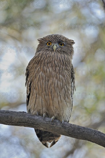 Brown fish owl (Bubo zeylonensis or Ketupa zeylonensis) perched on a tree