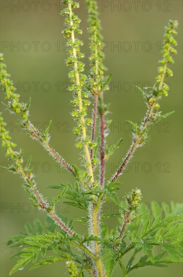 Common Ragweed (Ambrosia artemisiifolia)