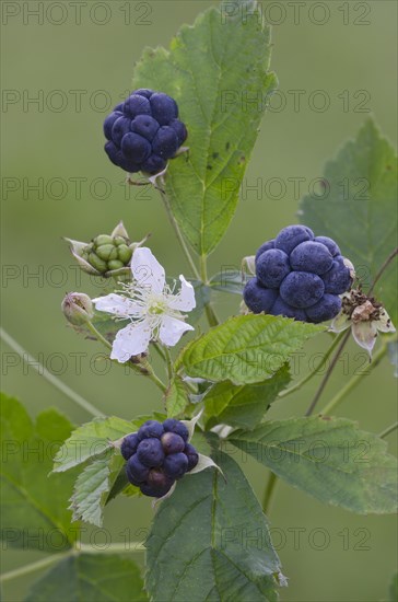 European Dewberry (Rubus caesius)