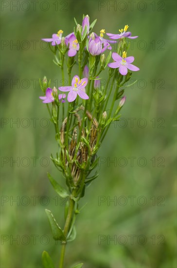 Common Centaury or European Centaury (Centaurium erythraea)