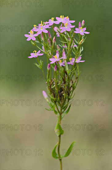 Common Centaury or European Centaury (Centaurium erythraea)