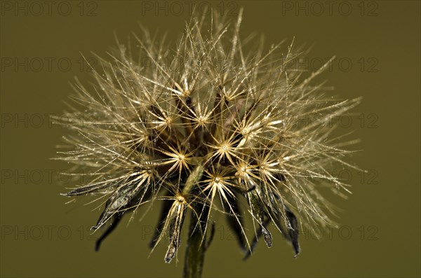 Infructescence of a Pippau (Crepis)