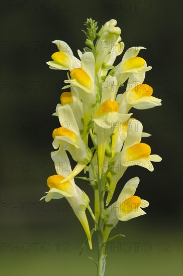 Common Toadflax