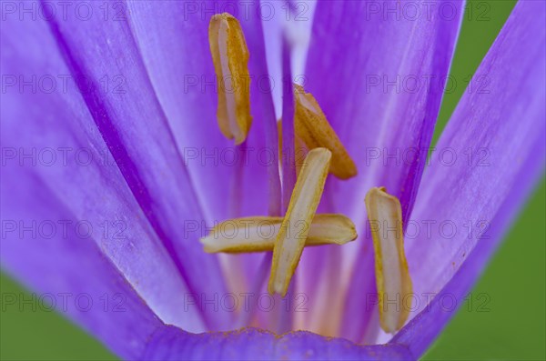 Autumn Crocus (Colchicum autumnale)