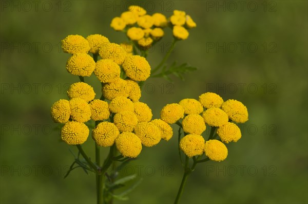 Tansy (Tanacetum vulgare)