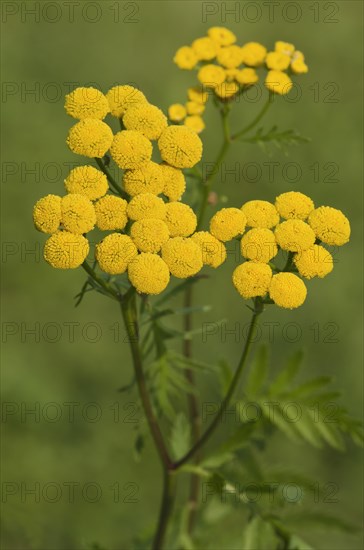 Tansy (Tanacetum vulgare)