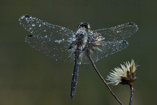 Black Darter or Black Meadowhawk (Sympetrum danae)