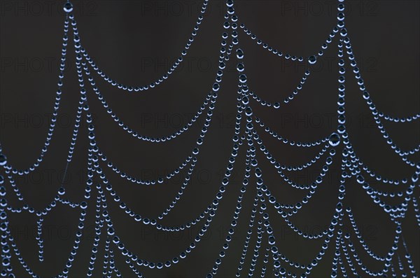 Spider web with dew drops