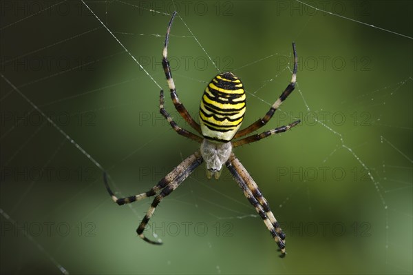 Wasp spider (Argiope bruennichi)