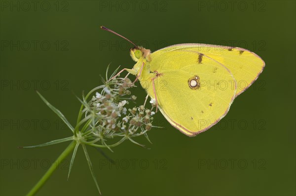 Pale Clouded Yellow (Colias hyale)