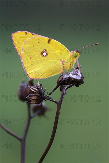 Pale Clouded Yellow (Colias hyale)