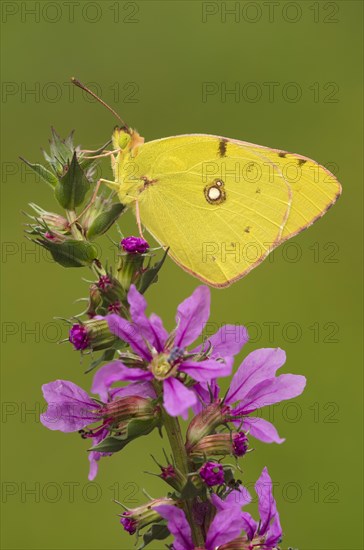 Pale Clouded Yellow (Colias hyale) on a purple loosestrife (Lythrum salicaria)