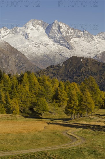 Larch meadows in front of Olperer Mountain