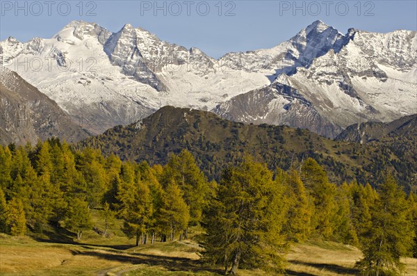 Larch meadows in front of Olperer Mountain