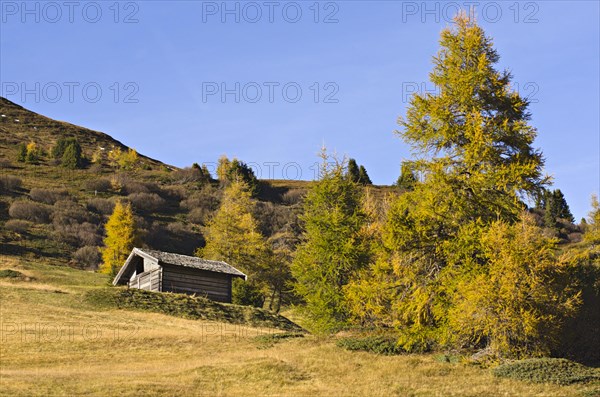 Hay barn and Larch (Larix decidua) trees in autumn