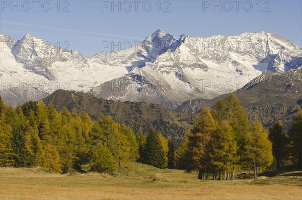 Larch meadows in front of Olperer Mountain