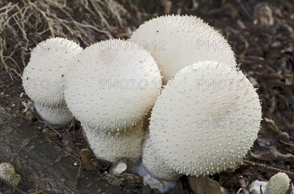 Common puffball