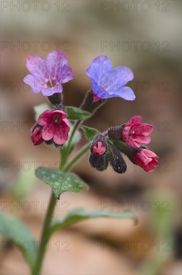 Lungwort (Pulmonaria officinalis)