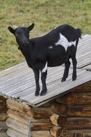 Domestic goat standing on a barn roof