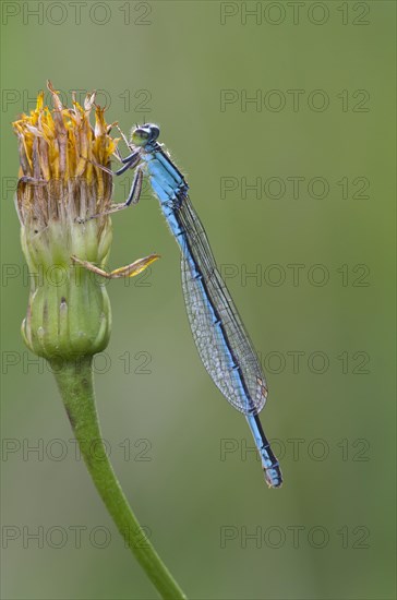 Scarce Blue-tailed Damselfly or Small Bluetail (Ischnura pumilio)