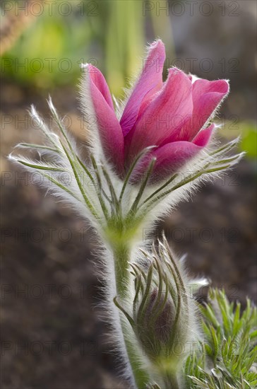 Pasque flower