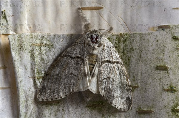 Pale Tussock (Calliteara pudibunda)