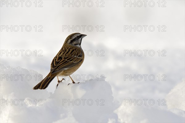 Rock Bunting (Emberiza cia) in the snow