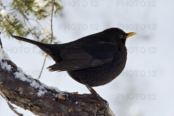 Blackbird (Turdus merula)