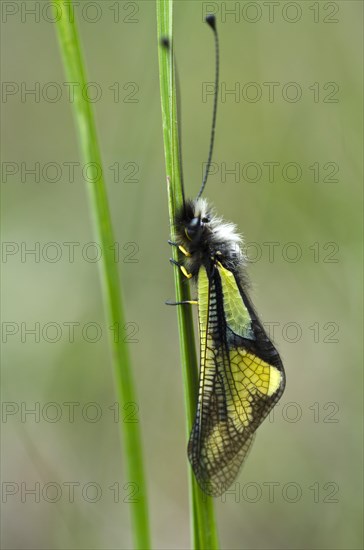 Owly Sulphur (Libelloides coccajus) perched on a blade of grass