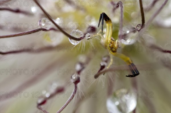 Goldenrod Crab Spider or Flower Crab Ppider (Misumena vatia)