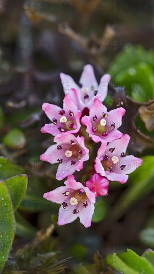 Alpine Azalea (Loiseleuria procumbens)